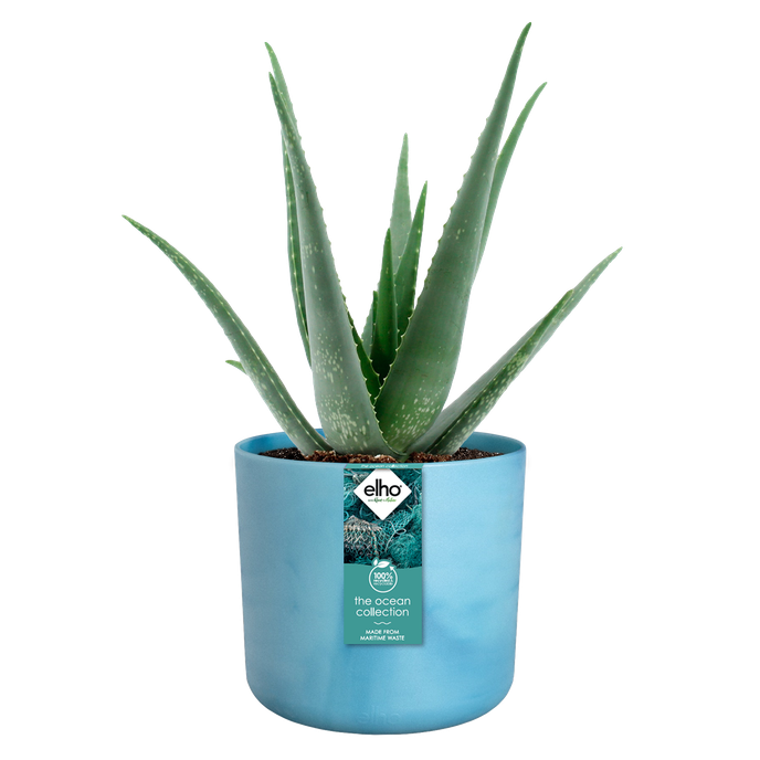 the ocean collection round 16cm atlantic blue